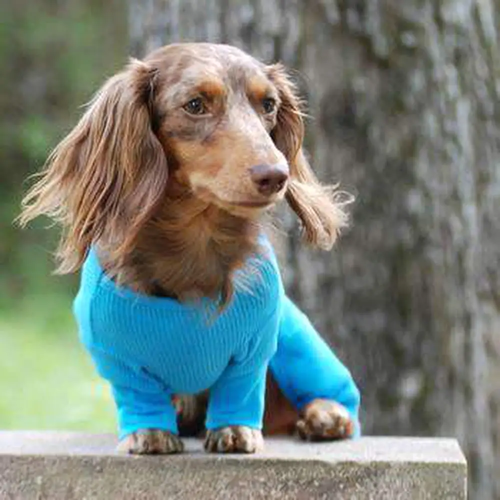 Sweet Dreams Embroidered Dog Pajamas